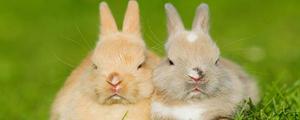 什么动物吃兔子