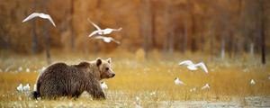 熊是保护动物吗