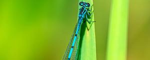 蓝色的蜻蜓稀有吗