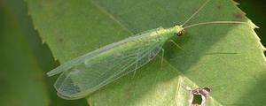 绿色的虫子是什么虫子