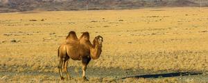 野生骆驼群在中国的什么地方