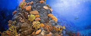 珊瑚礁是活的还是死的