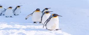 仙企鹅的生物钟是什么