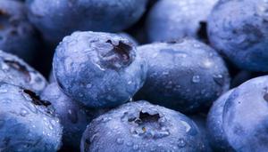 蓝莓是什么季节的水果