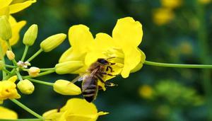蜜蜂的寿命一般有多长