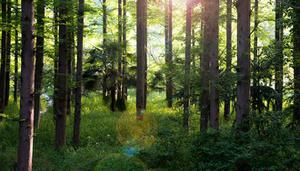 森林碳汇是指什么