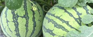 美都西瓜有几个品种，高端的中早熟品种吉甜盛美