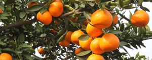 沃桔是哪里种植的？广西广东及重庆为沃柑橘主产地