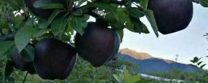哪里有正宗黑苹果树苗?黑苹果为什么价格这么高？