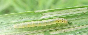 毒死蜱不能用的作物，避免对瓜类及水产区产生药害