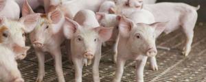 养猪补贴是一年一补吗