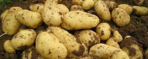 山东土豆种植时间