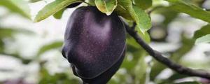 新品种黑苹果树的特性