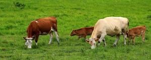 什么牛长得快出肉多，关键还要养殖成本低