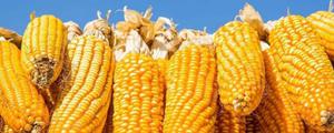 产量高的青贮玉米品种有哪些