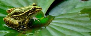青蛙能吃吗，有寄生虫吗？