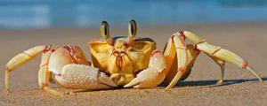 螃蟹黄苦还能吃吗？螃蟹黄苦还粘稠是怎么回事？