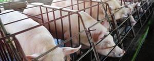 哈萨克斯坦为什么允许养猪？可以进口吗？