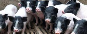 50斤香猪杀了有多少肉？香猪能长多少斤？市场价格多少钱一斤？