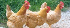 鸡一般多少斤？母鸡重多少千克？公鸡重多少千克？