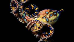 蓝环章鱼的特点与介绍 蓝环章鱼的天敌是谁