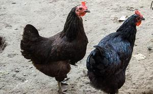 黑凤鸡的功效与作用 黑凤鸡的营养价值