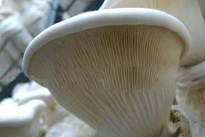 白灵菇功效与作用 白灵菇营养价值
