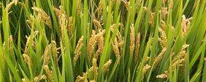 高产水稻品种，亩产基本达到500公斤以上