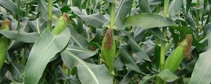 郑原玉432玉米种介绍，适合高密度种植，抗高温抗倒