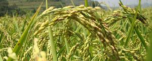 绥粳25水稻品种介绍，产量较高