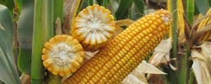 mc703玉米种子，春播品种亩产约823公斤