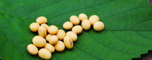 东升3大豆品种介绍，适合东北地区种植