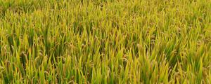 富和3号水稻种子介绍，优点是产量高食味品质好