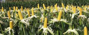 特高产玉米品种，6大优质玉米品种详细分析