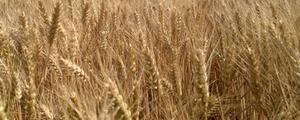 春小麦品种有哪些