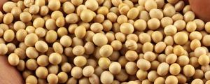 东生17大豆种子介绍，亩产量427斤