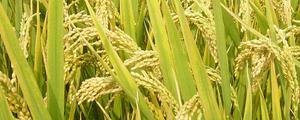 垦粳3号水稻品种