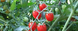 耐热番茄越夏品种及种植方法