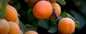 杏树新品种介绍