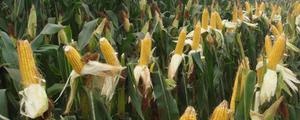 玉米新品种介绍