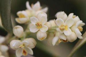 橄榄花功效与作用 橄榄花药用价值