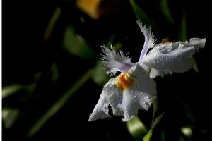 白蝴蝶花图片大全 白蝴蝶花花语及寓意