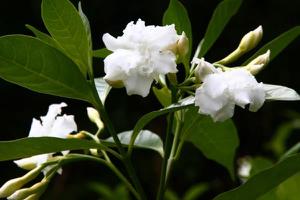 狗牙花图片大全 狗牙花花语及寓意