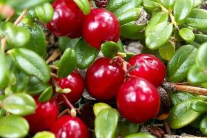 蔓越莓的功效与作用及禁忌 蔓越莓营养价值