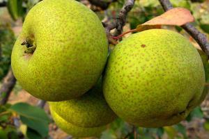 酸梨的功效与作用及禁忌 酸梨营养价值