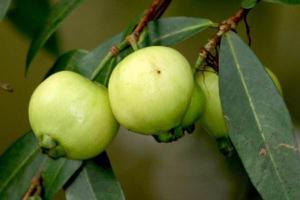 蒲桃功效与作用及禁忌 蒲桃营养价值