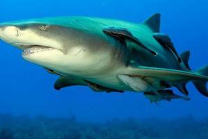 鲨鱼肚的家常做法  鲨鱼肚的营养价值