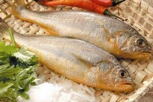 黄花鱼功效与作用及禁忌 黄花鱼的营养价值