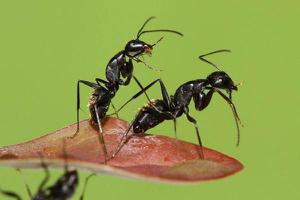 <span style='color:red;'>黑蚂蚁的功效与作用</span>及禁忌 黑蚂蚁的药用价值