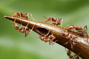 蚂蚁的种类及分工 蚂蚁是怎么传递信息的